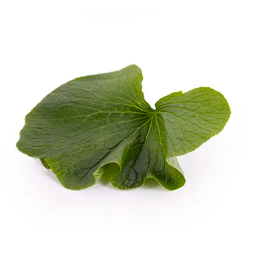 Close up of green Japanese wasabi leaf